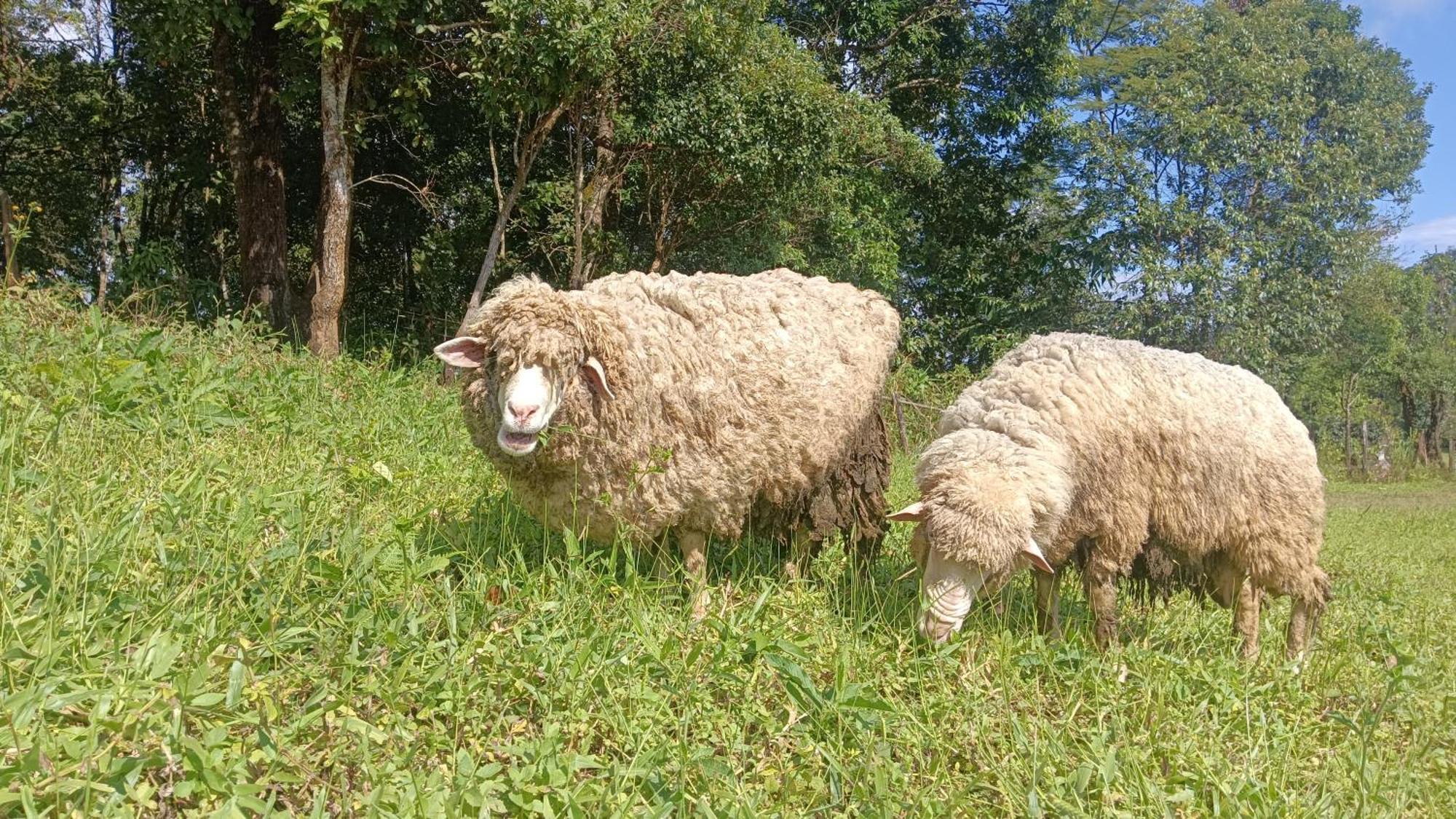 ไร่นิธิสุนทร Nithisoonthon Farmstay Мехонгсон Екстер'єр фото